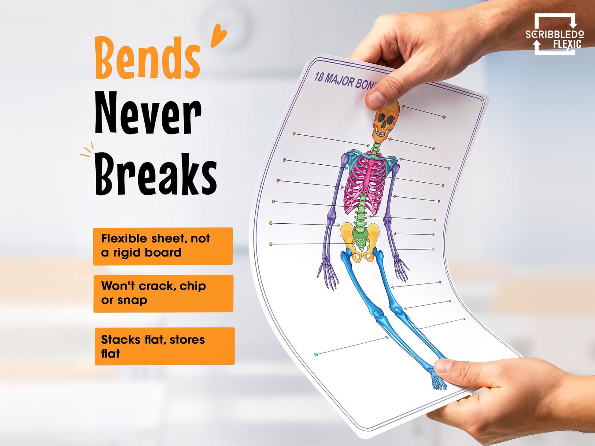 Skeleton Anatomy Flexic Dry Erase Sheet 11"x14" (10 pc)