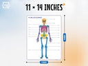 Skeleton Anatomy Flexic Dry Erase Sheet 11"x14" (10 pc)