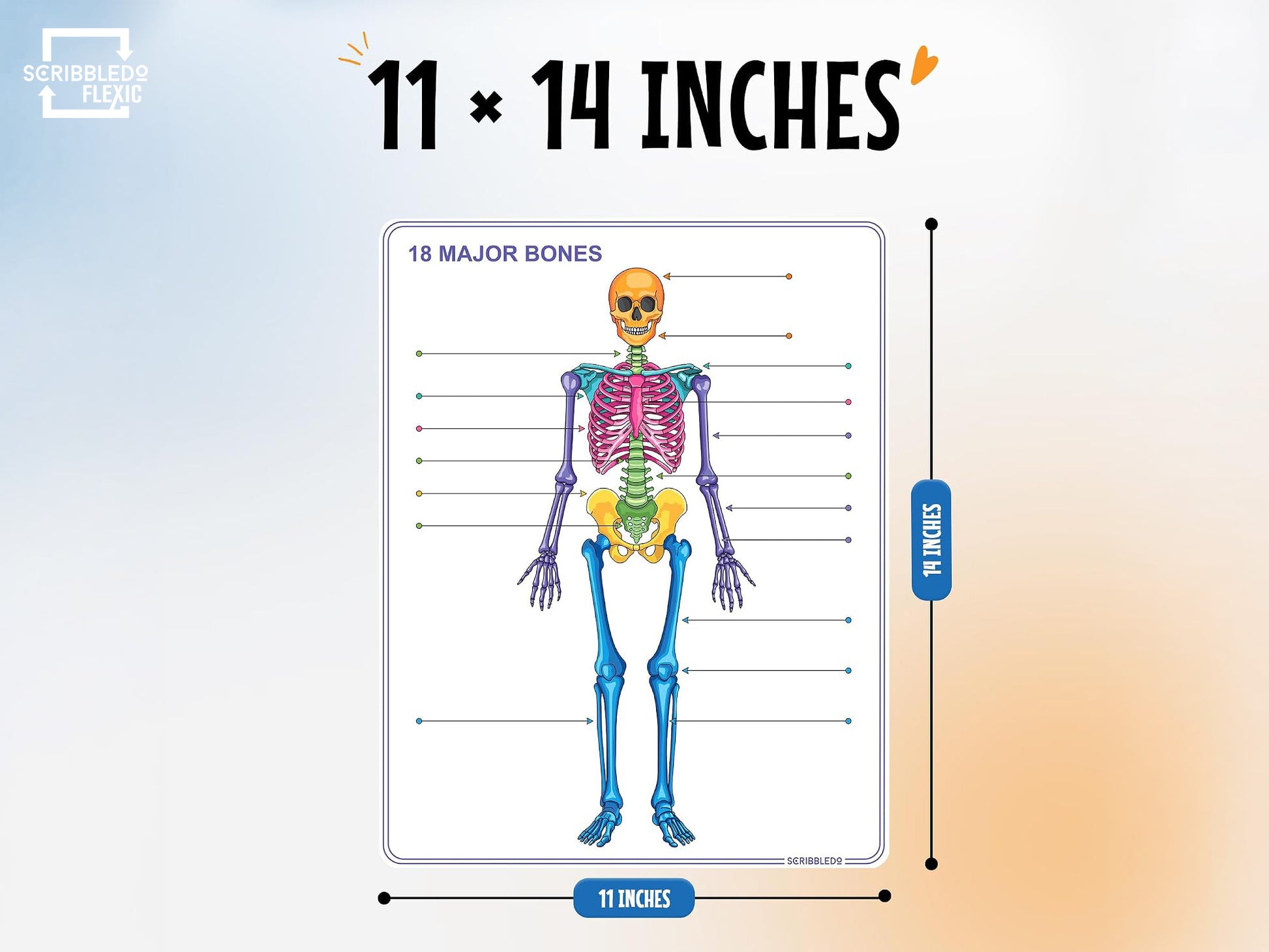 Skeleton Anatomy Flexic Dry Erase Sheet 11"x14" (10 pc)