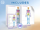 Skeleton Anatomy Flexic Dry Erase Sheet 11"x14" (10 pc)