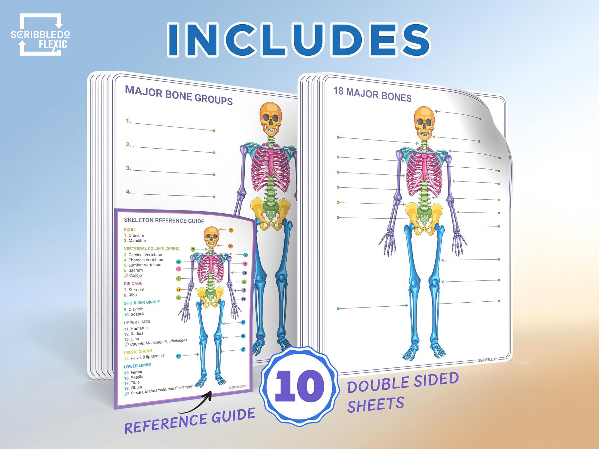 Skeleton Anatomy Flexic Dry Erase Sheet 11"x14" (10 pc)
