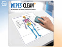 Skeleton Anatomy Flexic Dry Erase Sheet 11"x14" (10 pc)