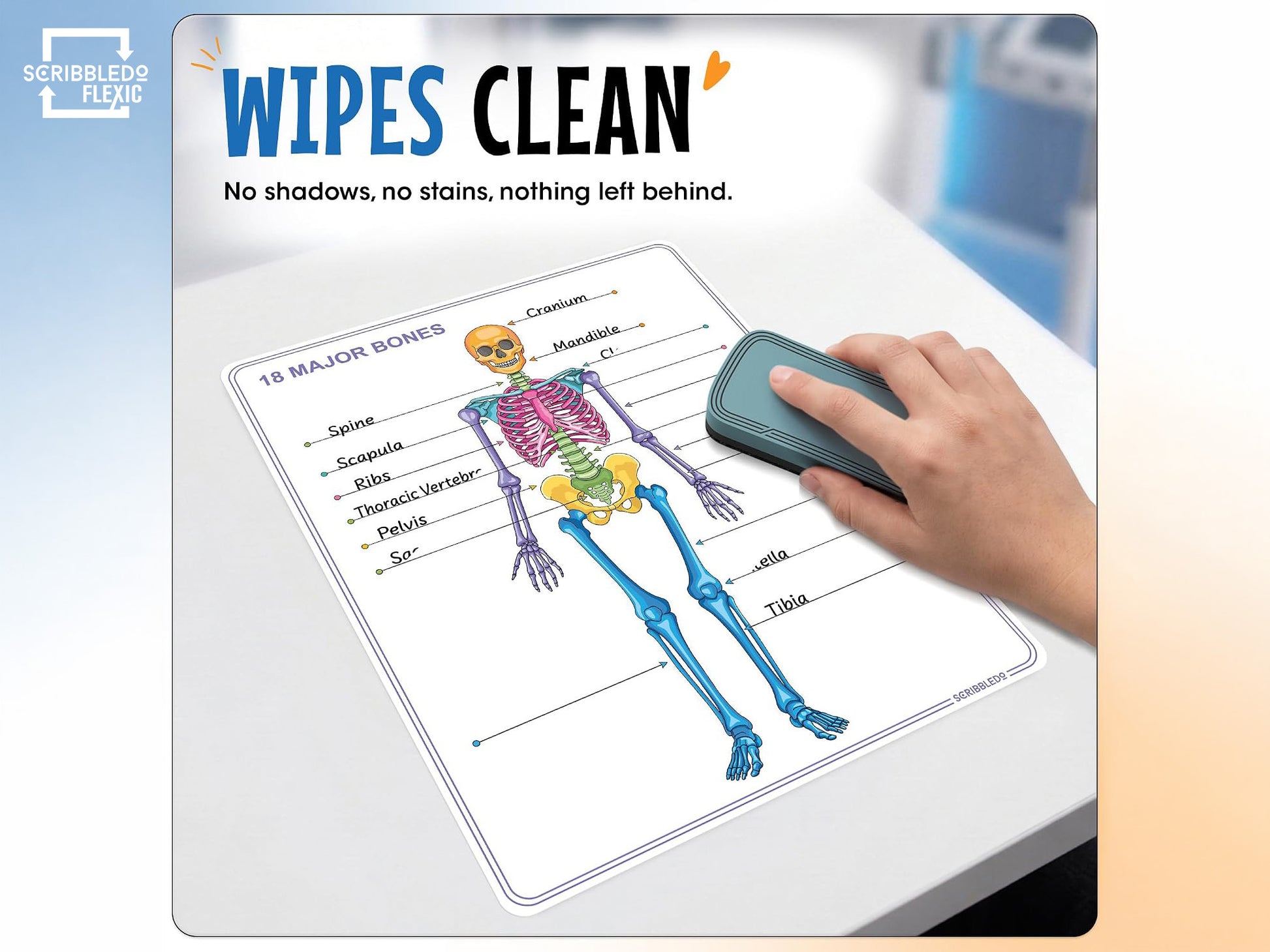 Skeleton Anatomy Flexic Dry Erase Sheet 11"x14" (10 pc)