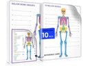 Skeleton Anatomy Flexic Dry Erase Sheet 11"x14" (10 pc)