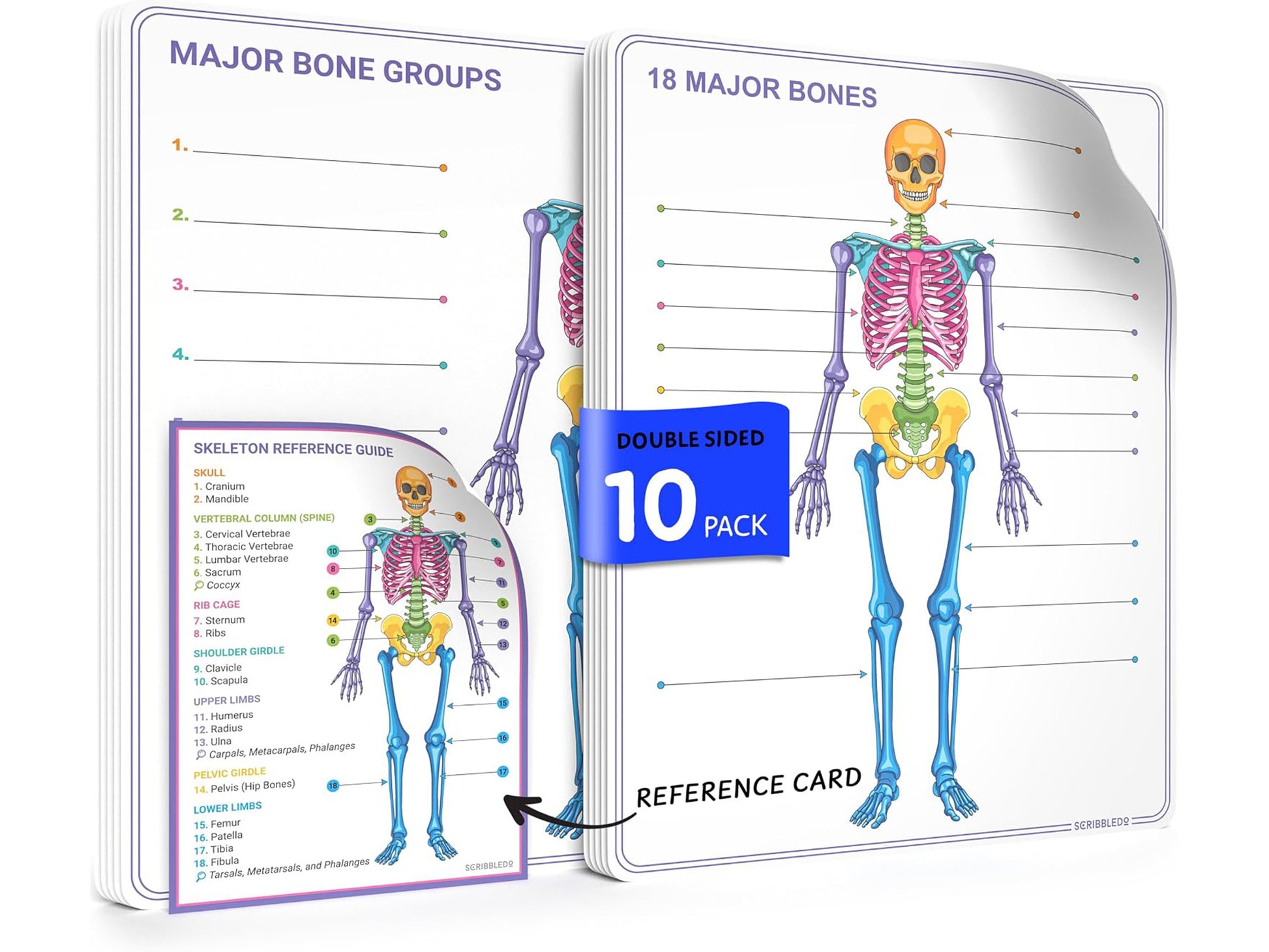 Skeleton Anatomy Flexic Dry Erase Sheet 11"x14" (10 pc)