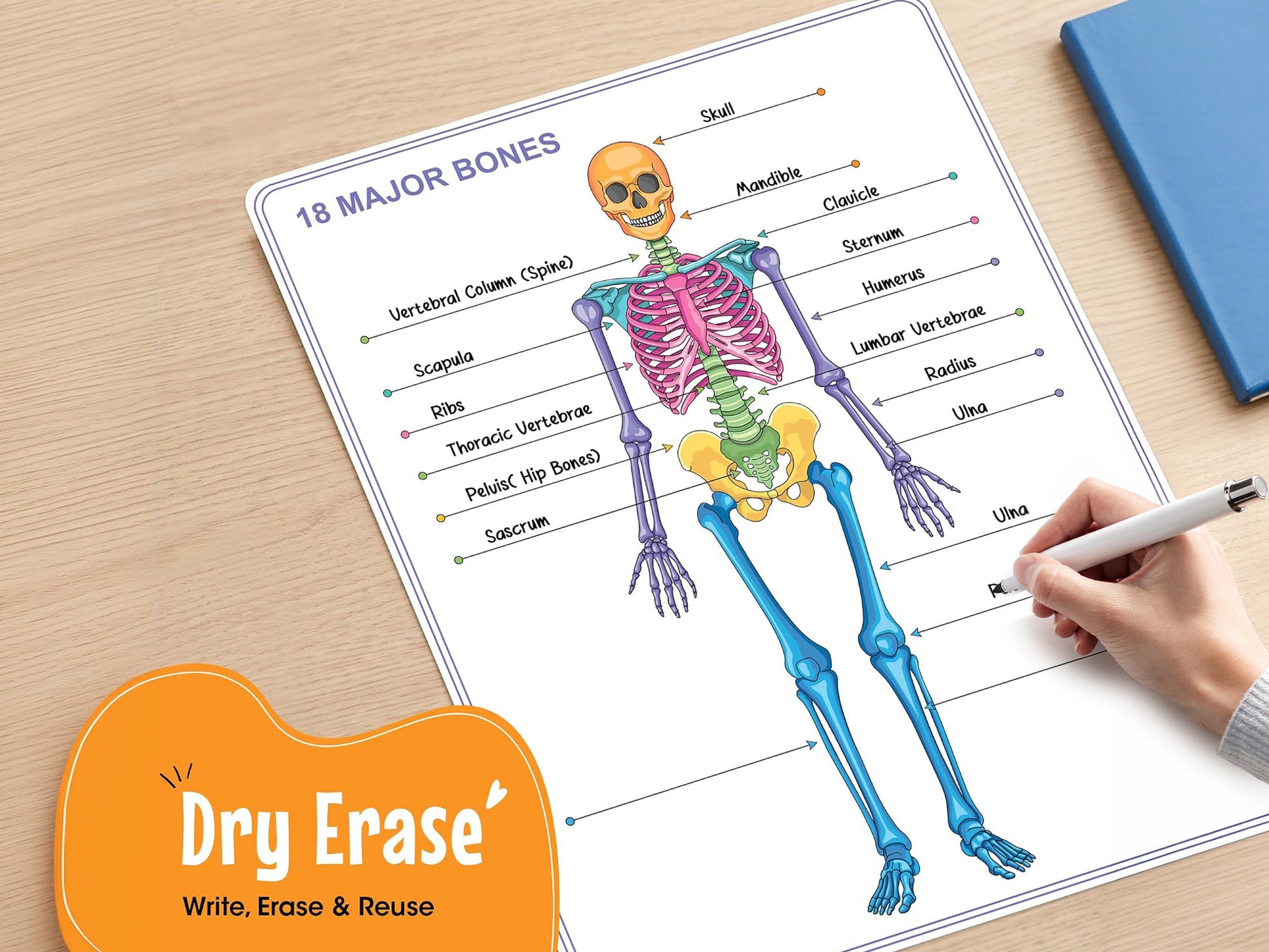 Skeleton Anatomy Flexic Dry Erase Sheet 11"x14" (10 pc)