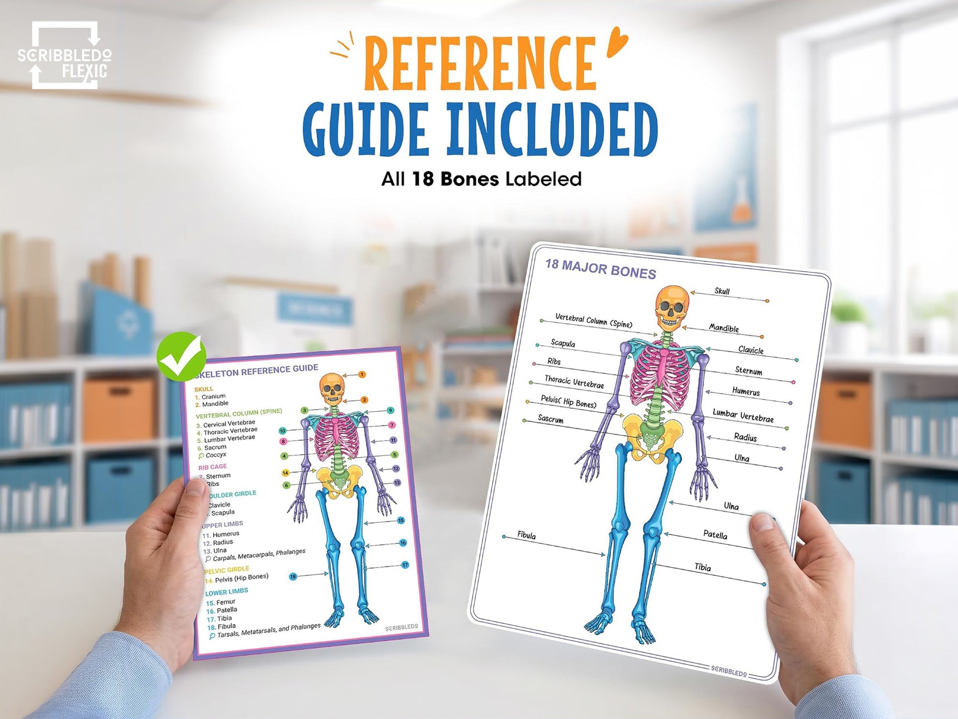 Skeleton Anatomy Flexic Dry Erase Sheet 11"x14" (10 pc)