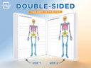 Skeleton Anatomy Flexic Dry Erase Sheet 11"x14" (10 pc)