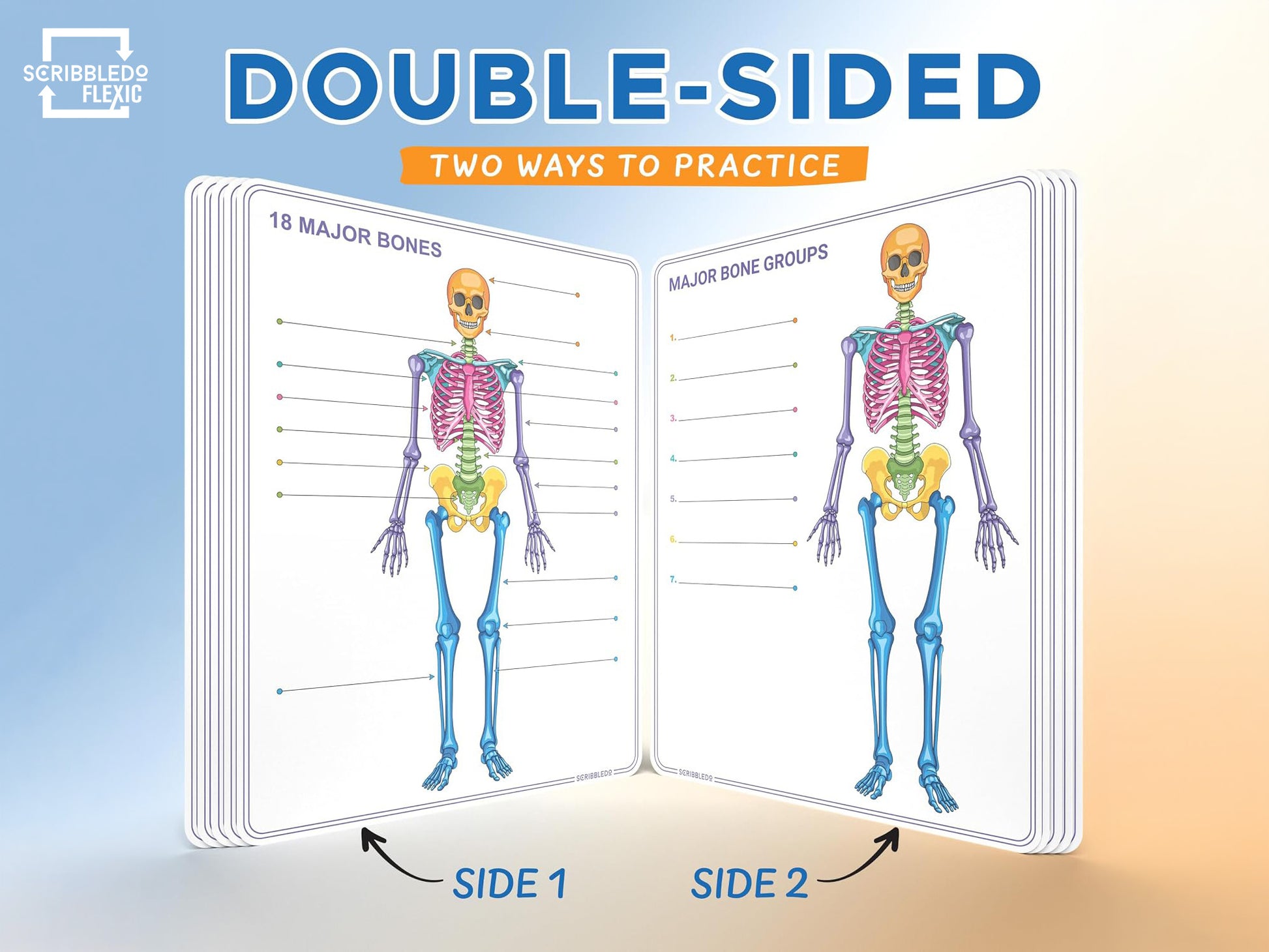 Skeleton Anatomy Flexic Dry Erase Sheet 11"x14" (10 pc)